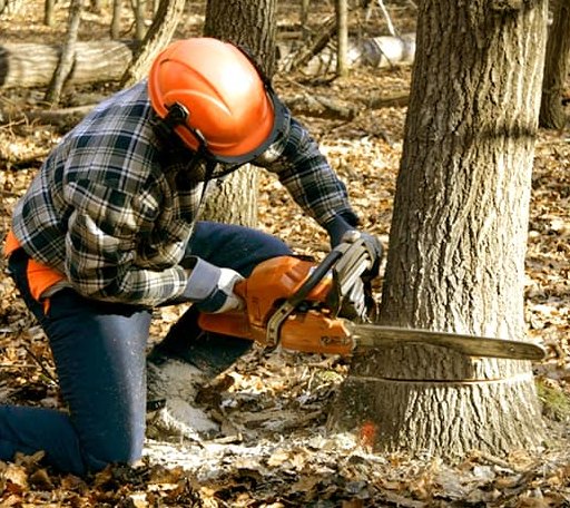 Tree Removal in Oysterville, WA